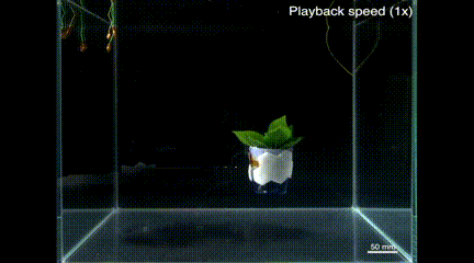 Aigtek安泰電子：Swimming Leaf水下軟體機器人的研究成果分享